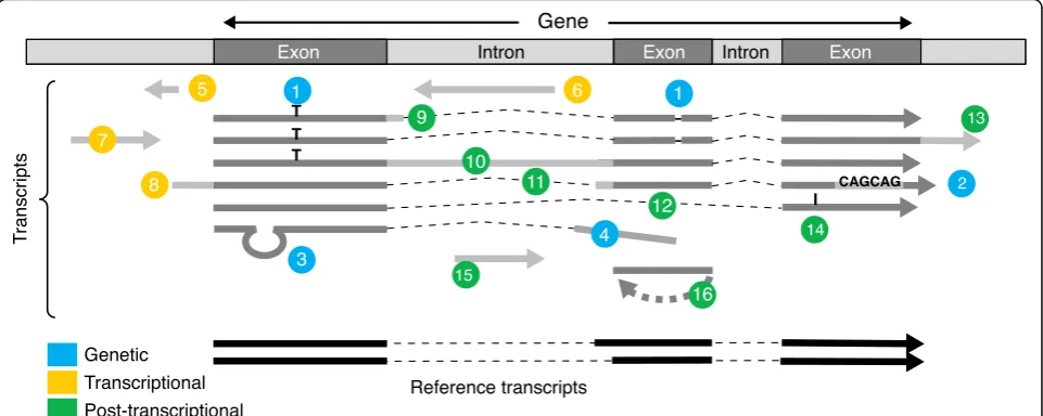 Fig. 2 The sources of transcript diversity shown on a typical eukaryotic gene. Genetic: 1 single nucleotide variation or short indel, 2 microsatellitevariation, 3 transposition, 4 gene fusion