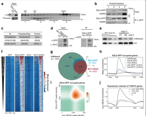 Fig. 5 S2Lb and SDG2 associate over a large gene repertoire. a Size-exclusion chromatography of S2Lb-GFP complex size in S2Lb::S2Lb-GFP plantextracts