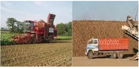 Fig. 1   Sugar beet cultivation in the field  