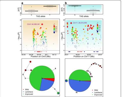 Fig. 6 UV-related DNA repair genes implicated by trait-associated SNPs (TASs) and haplotype demographic distributions.by a TAS (PZE0561610418) on chromosome 5.significance for the SNPinferred from 8 SNPs withinproportional to the number of accessions posse