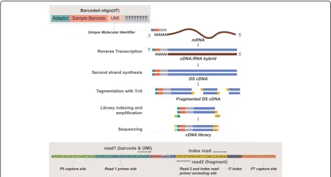 Fig. 2 Schematic overview of the BRB-seq protocol. This schema highlights in details all steps of the final BRB-seq protocol