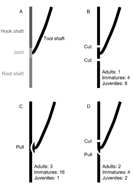 Figure S1. New Caledonian Crows’ Manufacture Methods for Producing Hooked Stick Tools from Forked Plant Stems, Rela-ted to Figure 2B 
