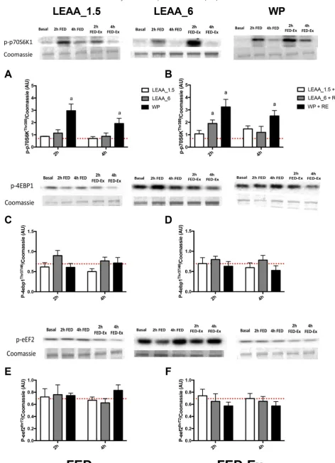 Fig. 5. The effects of 1.5 g, 6 g of LEAA or 40 g WP on muscle signalling responses to FED and FED-EX