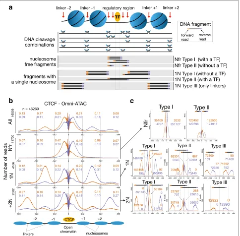 Fig. 4 Nucleosome architecture and strand-specific cleavage profiles.linkers.of nucleosomes