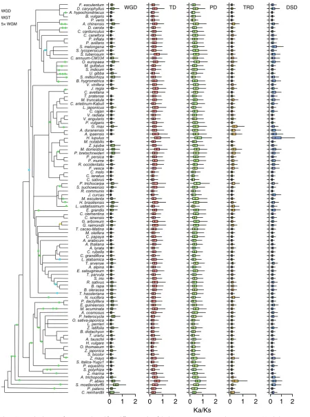 Fig. 4 The Ka/Ks ratio distributions of gene pairs derived from different modes of duplication in representative plant genomes