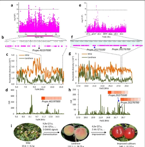 Fig. 3 Evolution of fruit size during domestication and improvement in peach.chromosome 2