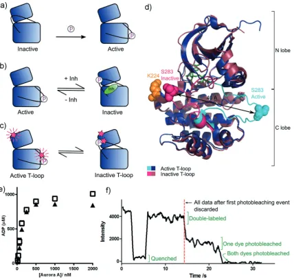 Figure 1. a) Current model of kinase activation: Phosphorylation on the activation loop (black line) locks the kinase in an active T-loopT-loop conformation