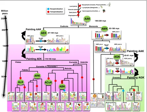 Fig. 2 Plant genome evolution from reconstructed ancestors. The present-day monocot (are indicated on the tree branches as detailed in Tableright side, with grasses on a green background) andeudicot (left panel, on a pink background) genomes (bottom) are r