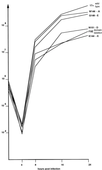 Fig. 5G and H). The W146A mutant protein exhibited a local- local-ization phenotype closer to that of the wild type, but even with this mutation, retention of PML seemed to occur in some cells (Fig