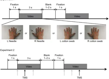 Figure 1 Experimental design used in this study. Red crosses represent the fixation point