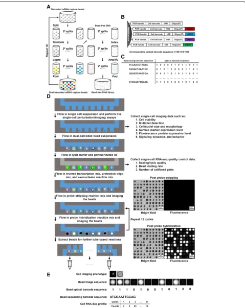 Fig. 1 aoptical barcodes.the bead-bound mRNA capture oligonucleotides and optical barcode oligonucleotides (OBOs)