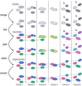 Figure 2.9: A synthetic example demonstrating the tracking procedure. The top rowshows blob detections (colored in a shade of grey according to their identity withinand 5)tracklets containing more than one ﬂy, 4)the frame) which include anomalies such as split, merged, missing, and false blobs.Our tracking algorithm is split into the following steps: 1) merge small blobs withnearest sibling, 2) link blobs across frames unless matching is ambiguous, 3) split stitch tracklets into full length trajectories, correct potential identitiy swaps based on appearce.