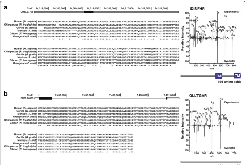Fig. 4 Multiple sequence alignments of novel CHESS protein-coding genes CHS.57705 (a) and CHS.24083 (b), each compared to five otherprimates, with annotated MS/MS spectra validating the identified peptides IDISFHR (a) and QLLTGAR (b) as shown on the right