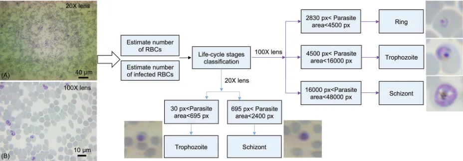 Fig 2. Flowchart of the developed image analysis algorithm. Image A was taken by objective 20X and image B was taken by oilimmersion objective 100X.