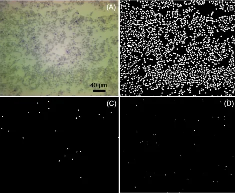 Fig 3. Images automatically analyzed by the developed image-based cytometer. (A) Original image taken by objective 20X