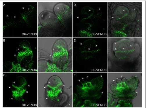 FIGURE 7 | Auxin distribution during ﬂower formation using DII-VENUSreaches maxima at these potential sites (Asterisks).(C)young stamens and apices of glume primordia (Asterisks)