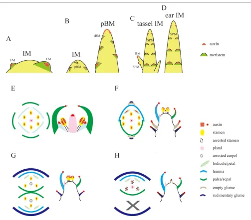 FIGURE 8 | Schematic representations of auxin levels during reproductive development. (A–D) Auxin observation during the transition of IM inauxin locations during the ﬂoral meristem development, and do not mean all of them can be observed at the same devel