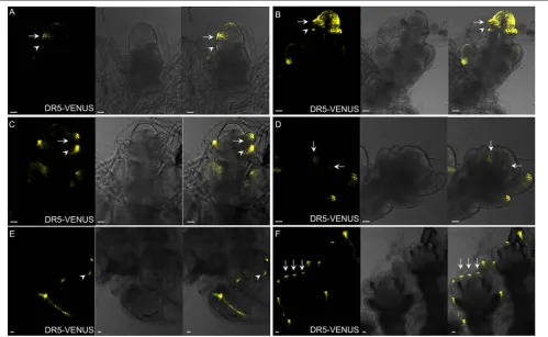 FIGURE 9 | Auxin distribution during spikelet development using DR5-observed at the ﬁrst cell layer of SM and glume primordia, including rudimentary glume primodium (arrowheads) and empty primodium (arrows).VENUS