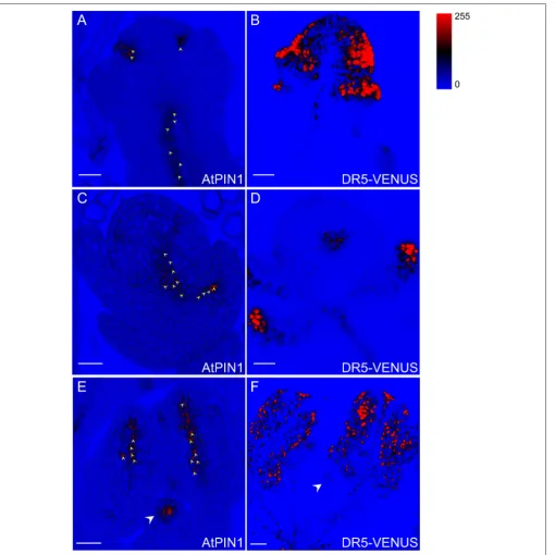 FIGURE 10 | DR5-VENUS overlaps with PIN1 protein localization in spikelets. PIN1 immunolocalization (arrowheads in A,C,E) and DR5-VENUS signals(B,D,F)