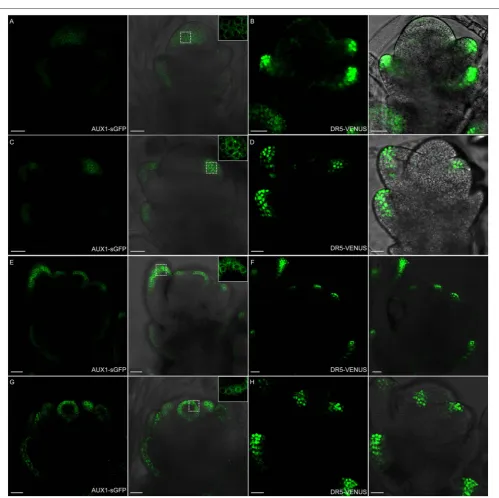 FIGURE 11 | OsAUX1 protein localization overlaps with auxin maxima during ﬂoral development