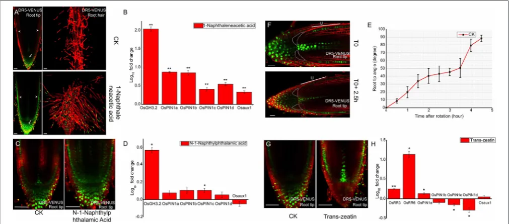 FIGURE 1 | Auxin responses to outside stimuli at DR5taken at root tip and root hair zone