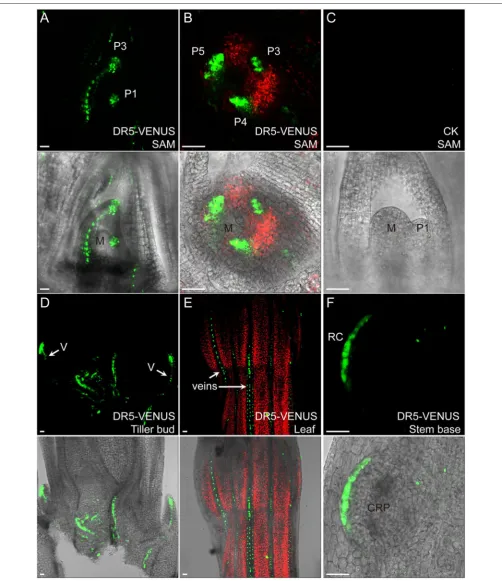 FIGURE 2 | Auxin expression sites in rice vegetative tissues. Incrown root primodium (CRP) at rice stem base