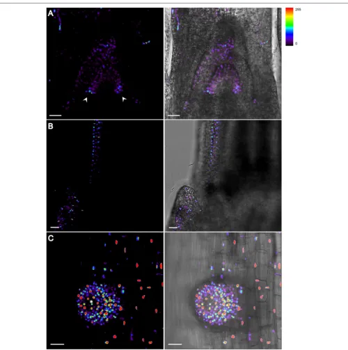 FIGURE 3 | DII-VENUSDII-VENUSexpression level is detected at the tip of root cap region of an emerging lateral root
