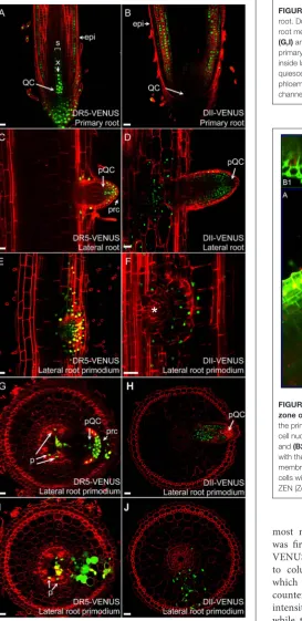 FIGURE 5 | Morphological features of cortex cells in differentiationzone of rice roots
