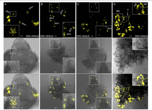 FIGURE 6 | Auxin distribution during rice inﬂorescence branch formation using DR5Developing sBMs