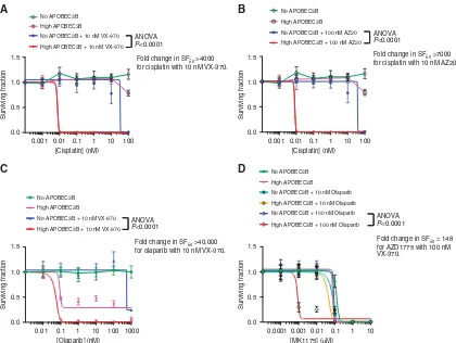 Figure 5. APOBEC3B induction in 293-A3B-p53 cells causes sensitivity to DDR inhibitor combinations