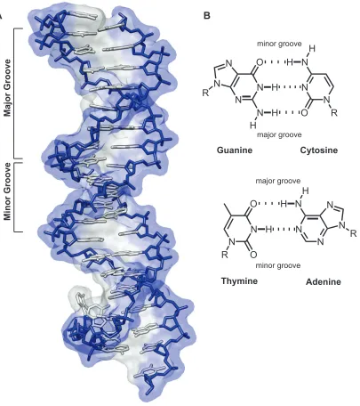 Figure I.1. The structure of DNA. (A) X-ray crystal structure of B-form DNA.  The phosphodiester-linked deoxyribose backbone is shown in blue, and the Watson-Crick base pairs are shown in gray (PDB YSA).(B) Chemical structures of hydrogen-bonded base pai