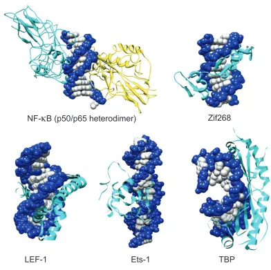 Figure I.2. Structures of five protein-DNA complexes: NF-κB (PBD 1VKX),6 Zif68 (PDB ZAA),7 LEF-1 (PDB 2LEF),0 Ets- (PBD STW),8 and TBP (PDB TGH).9  All protein structures are determined by X-ray crystallography with the exception of Ets-, which was 