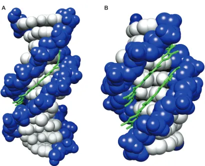 Figure I.4. Distamycin bound to DNA.  X-ray crystal structures of distamycin bound to DNA in (A) 1:1 (PBD DND) and (B) 2:1 (right, PDB 378D)7 conformations are shown.
