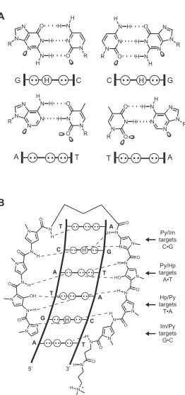Figure I.5. Recognition of the DNA minor groove by polyamides.  (A) Minor groove hydrogen bonding patterns of Watson-Crick base pairs