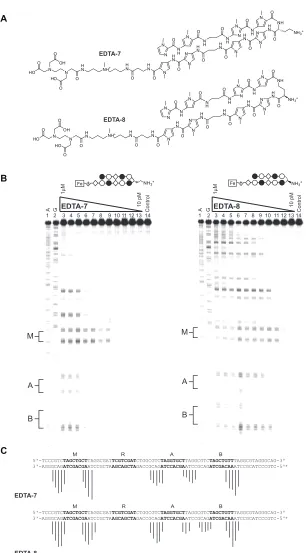 Figure IIB.8. .finity cleavage experiments with polyamide-EDTA conjugates  (A)  Chemical structures for polyamide-EDTA conjugates EDTA-7 and EDTA-8