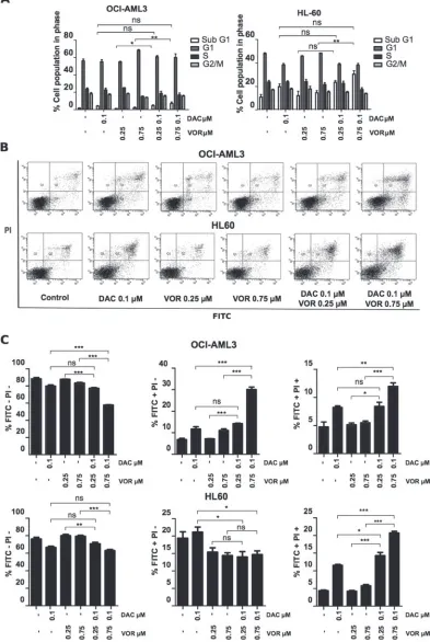 Figure 2: Combined Decitabine and Vorinostat treatment induces an increase in apoptosis in AML cell lines