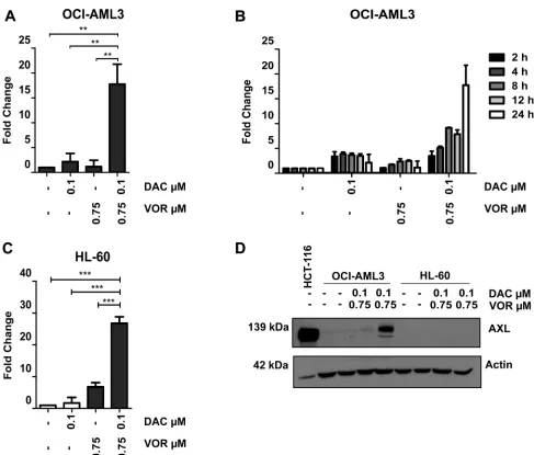 Figure 6: Combined Decitabine and Vorinostat treatment induces AXL expression in AML cell lines