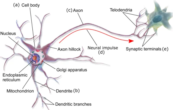 Figure 2.1: Structure of a neuron (source: Wikimedia commons). The cell body (a) contains the cell nucleus and acts as the cell’s life support center