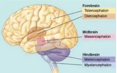 Figure 1. The brain hemisphere 