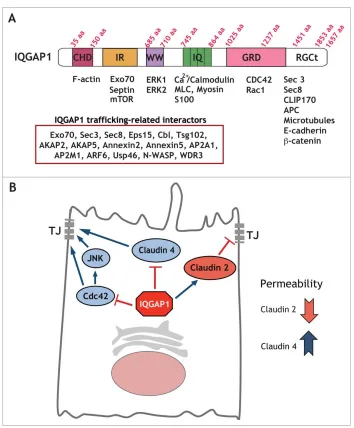 Figure 1. IQGAP1 interacting proteins can regulate a number of cellular functions. (A) IQGAP1 domain structure