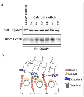 Figure 2. IQGAP1 interacts with the exocyst complex during TJ formation. (A) IQGAP1 immunoprecipitation in calcium depleted cells(indicated), or at different times following calcium addition in a calcium-switch experiment