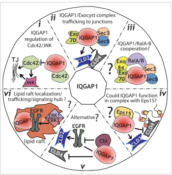 Figure 3. Model for IQGAP1 regulation of TJ formation. (i), IQGAP1 might function by sequestering Cdc42, thereby modulating its posi-tive inﬂuence on TJ establishment, including activation of JNK