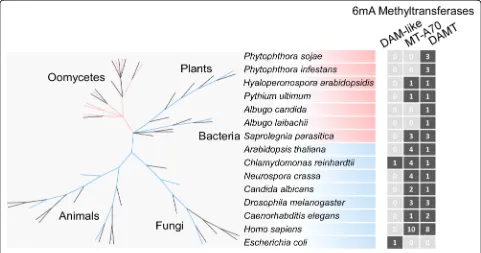 Fig. 1 Phytophthoraspecies. Two families of methyltransferase genes (model organisms are shown in a simplified phylogenetic tree