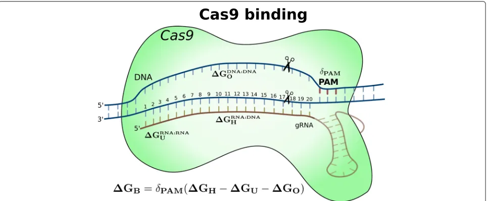 Fig. 1 Players of the energy model that determines the approximate free energy (�GB) of any Cas9–gRNA–DNA binding