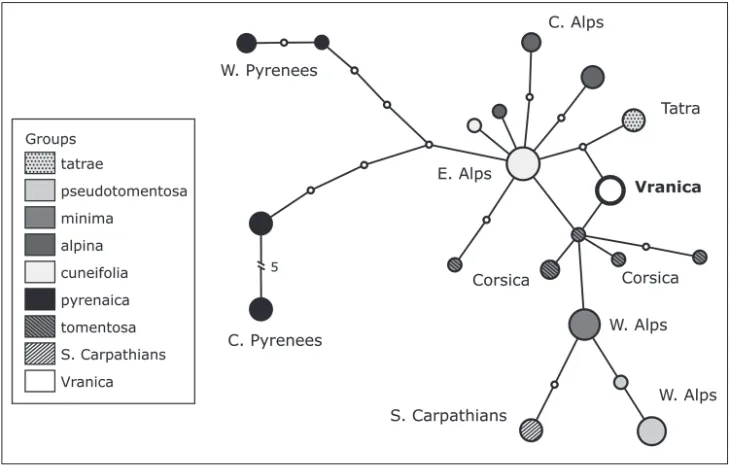 Figure 2. TCS haplotype network obtained from sequencing the plastid intergenic spacer regions psbA-trnH and trnC-petN for 52 individuals of L