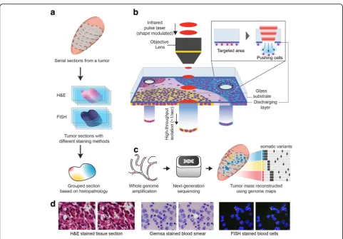 Fig. 1 Phenotype-based high-throughput laser-aided isolation and sequencing (PHLI-seq) bridges the genotypic information to thecorresponding phenotypic one in high throughput