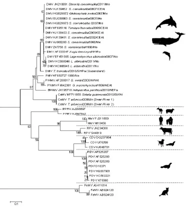 Figure 2. Phylogenetic analysis of a fragment of the morbillivirus P gene. Sequences were trimmed to include all sequence data available
