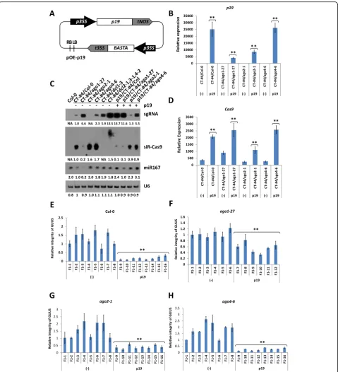 Fig. 6 Establishing the role of p19 in CRISPR/Cas9 efficiency in Arabidopsis.different CT-#4 backgrounds detected by quantitative RT-PCR