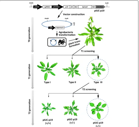 Fig. 7 Workflow for the visual screening of stably inherited gene-edited mutants in Arabidopsis with the assistance of p19