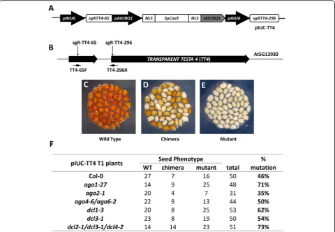 Fig. 1 Analysis of CRISPR/Cas9-induced targeted gene mutations in Arabidopsis RNA-silencing pathway mutants.UBIQUITIN 1arrows indicate the position of primers used for analyzing the relative integrity (RI) ofexhibited different severities of seed coat phen